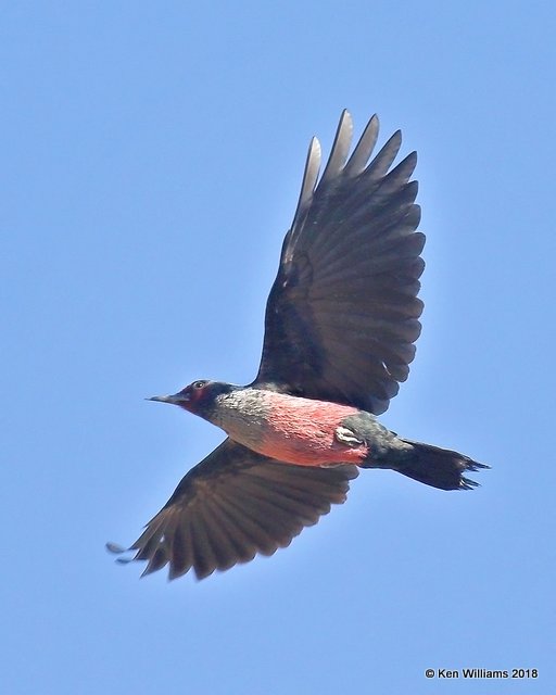 Lewis's Woodpecker, Mt Ord, AZ, 2-6-18, Jta_59453.jpg