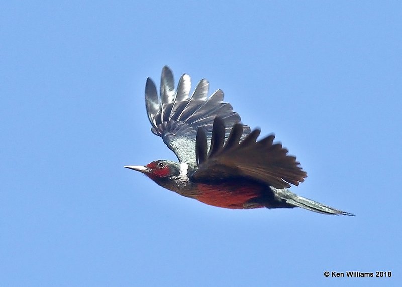 Lewis's Woodpecker, Mt Ord, AZ, 2-6-18, Jta_59455.jpg