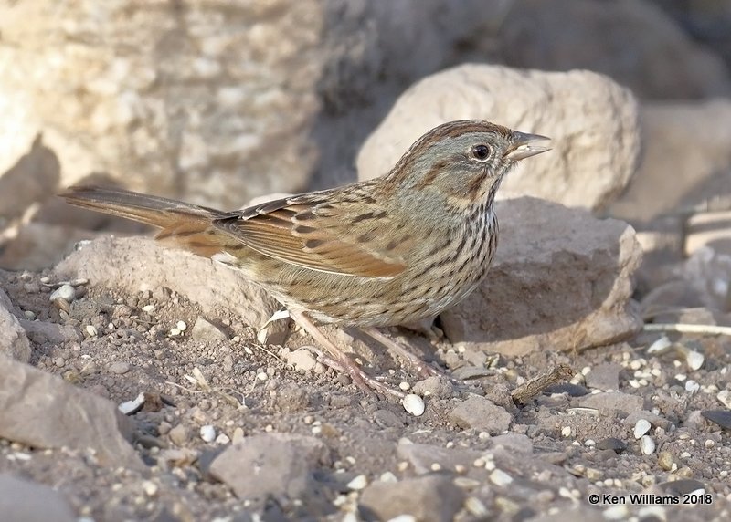 Lincoln's Sparrow, Ash Canyon B&B, AZ, 2-12-18, Jta_63988.jpg