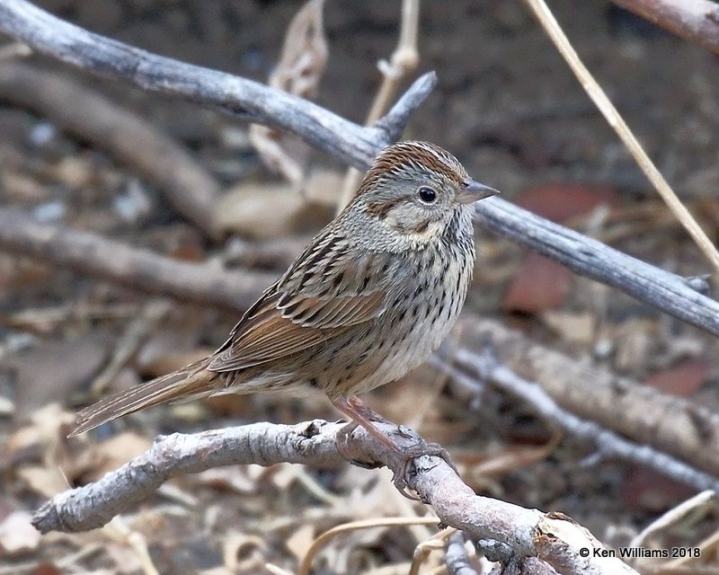Lincoln's Sparrow, Madera Canyon, AZ, 2-10-18, Jta_61919.jpg
