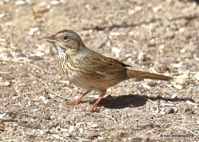 Lincoln's Sparrow, Madera Canyon, AZ, 2-11-18, Jta_63749.jpg