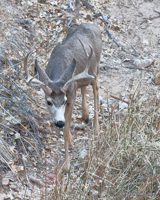 Mule Deer buck, Zion NP, UT, 2-1-18, Jta_57027.jpg