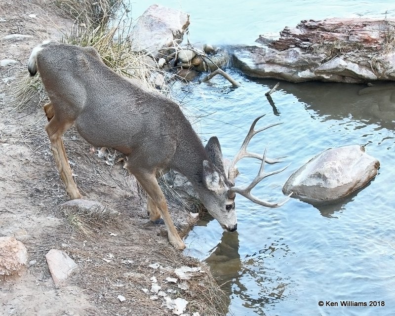 Mule Deer buck, Zion NP, UT, 2-1-18, Jta_57055.jpg