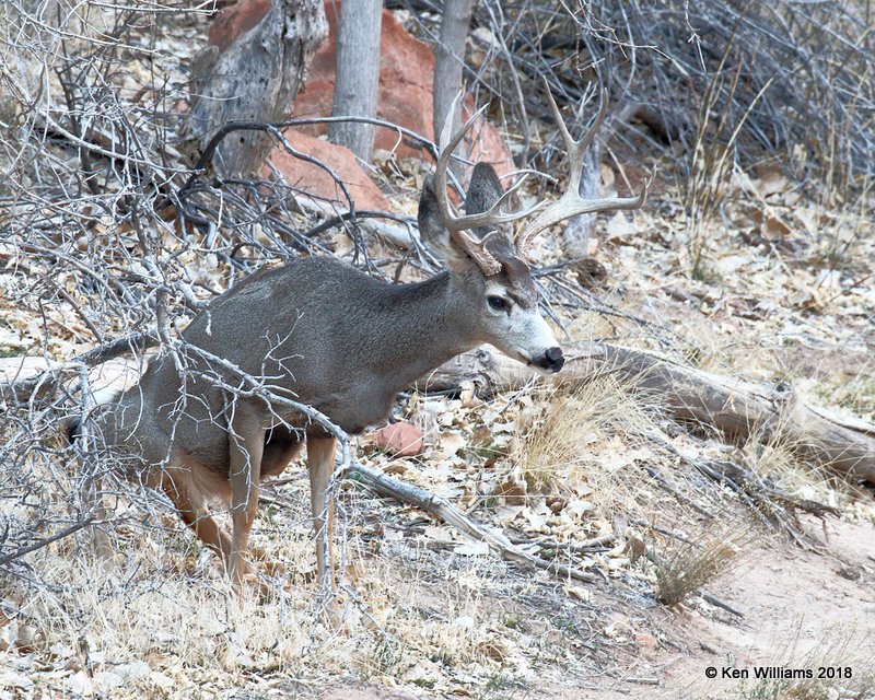 Mule Deer buck, Zion NP, UT, 2-2-18, Jta_57010.jpg