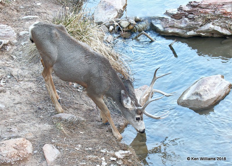Mule Deer buck, Zion NP, UT, 2-2-18, Jta_57044.jpg