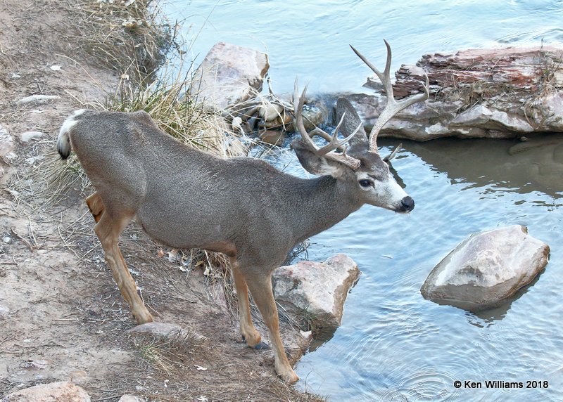 Mule Deer buck, Zion NP, UT, 2-2-18, Jta_57056.jpg