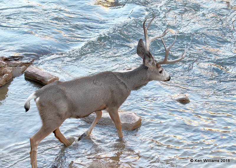 Mule Deer buck, Zion NP, UT, 2-2-18, Jta_57061.jpg