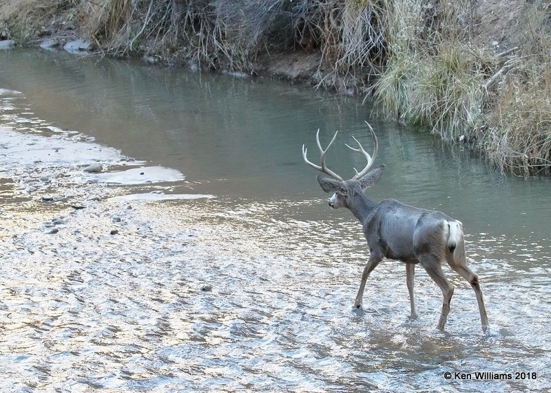 Mule Deer buck, Zion NP, UT, 2-2-18, Jta_57069.jpg
