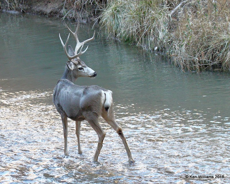 Mule Deer buck, Zion NP, UT, 2-2-18, Jtaa_57072.jpg
