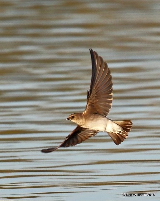 Northern Rough-winged Swallow, Gilbert Water Ranch, AZ, 2-5-18, Jta_58763.jpg