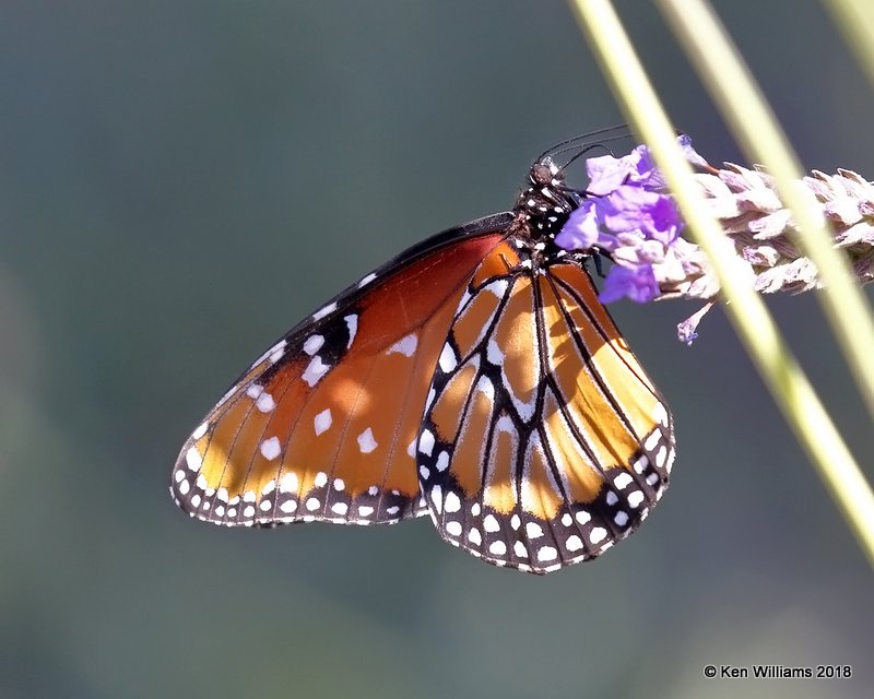Queen butterfly, Desert Botanical Garden, Phoenix, AZ, 2-5-18, Jta_58385.jpg