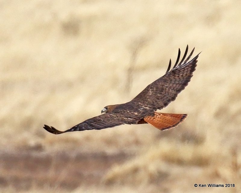 Red-tailed Hawk - Western dark morph, Santa Cruz County, AZ, 2-11-18 , Jta_63626.jpg