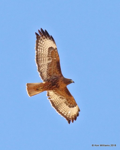 Red-tailed Hawk - Western dark morph, Santa Cruz County, AZ, 2-11-18 , Jta_63652.jpg