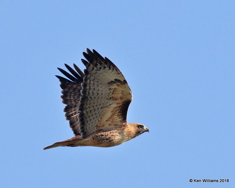 Red-tailed Hawk - Western, Buckeye, AZ, 2-4-18, Jta_57553.jpg
