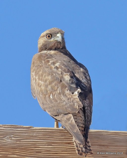 Red-tailed Hawk western juvenile, Picacho, AZ, 2-7-18, Jta_60042.jpg
