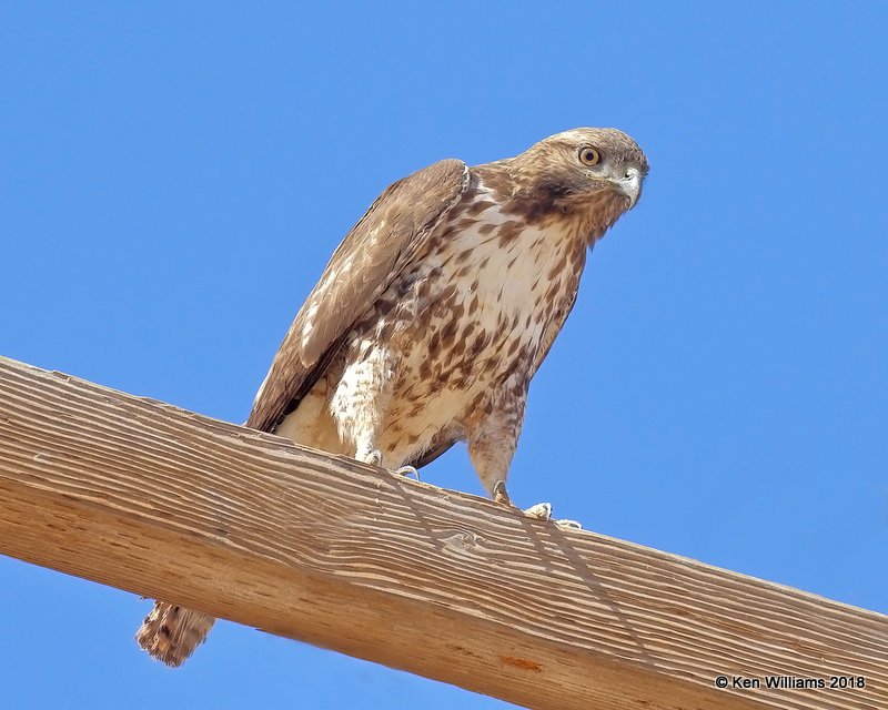 Red-tailed Hawk western juvenile, Picacho, AZ, 2-7-18, Jta_60057.jpg