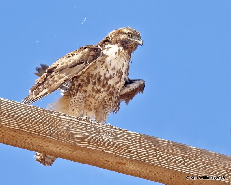 Red-tailed Hawk western juvenile, Picacho, AZ, 2-7-18, Jta_60060.jpg