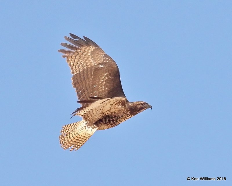 Red-tailed Hawk western juvenile, Picacho, AZ, 2-7-18, Jta_60077.jpg