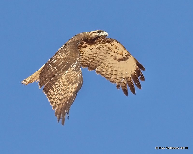 Red-tailed Hawk western juvenile, Picacho, AZ, 2-7-18, Jta_60110.jpg
