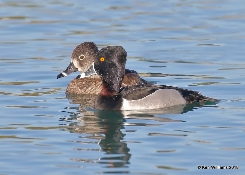 Ring-necked Duck pair, Gilbert Water Ranch, AZ, 2-6-18, Jta_58912.jpg