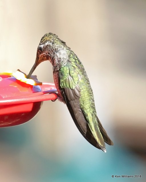 Rivoli's Hummingbird female, Madera Canyon, AZ, 2-10-18, Jta_63452.jpg