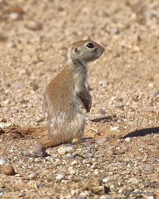 Round-tailed Ground Squirrel, Red Rock, AZ, 2-9-18, Jta_60144.jpg