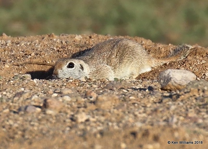 Round-tailed Ground Squirrel, Red Rock, AZ, 2-9-18, Jta_60479.jpg