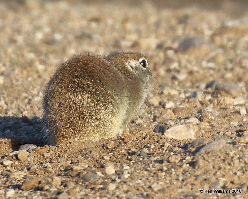 Round-tailed Ground Squirrel, Red Rock, AZ, 2-9-18, Jta_60488.jpg