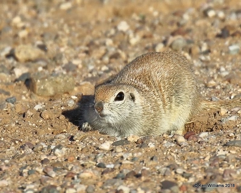 Round-tailed Ground Squirrel, Red Rock, AZ, 2-9-18, Jta_60508.jpg