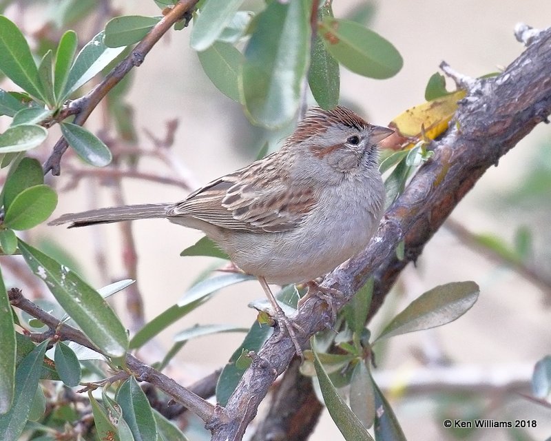 Rufous-winged Sparrow, Madera Canyon, AZ, 2-10-18, Jta_60856.jpg