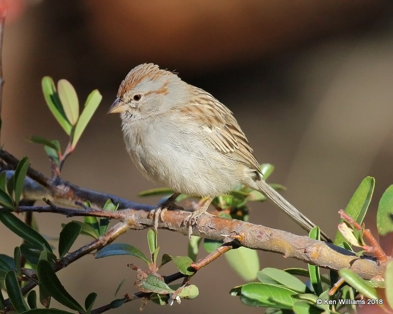 Rufous-winged Sparrow, Madera Canyon, AZ, 2-11-18, Jta_63510.jpg
