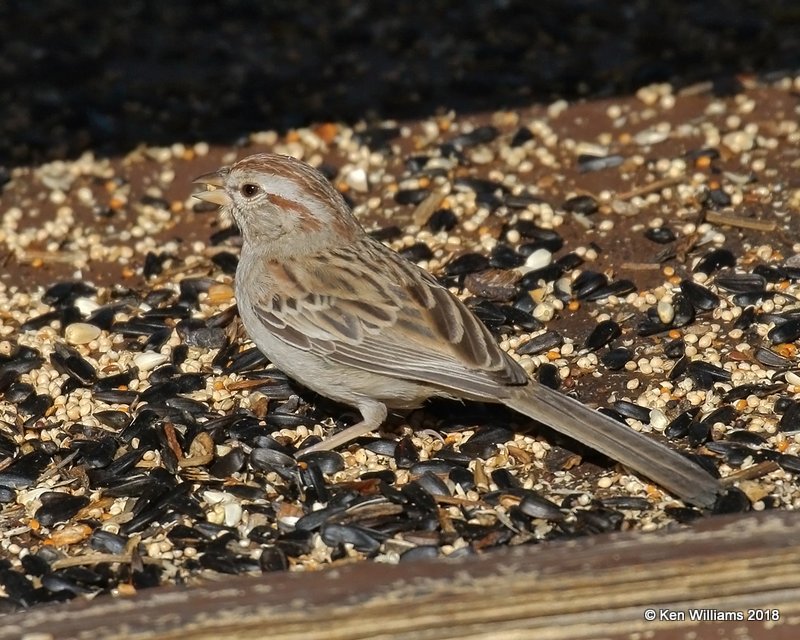 Rufous-winged Sparrow, Madera Canyon, AZ, 2-11-18, Jta_63520.jpg