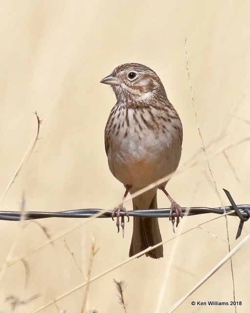 Vesper Sparrow, Santa Cruz County, AZ, 2-11-18 , Jta_63603.jpg
