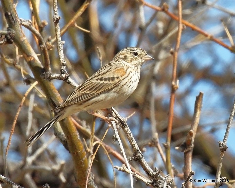 Vesper Sparrow, Santa Cruz County, AZ, 2-11-18 , Jta_63613.jpg