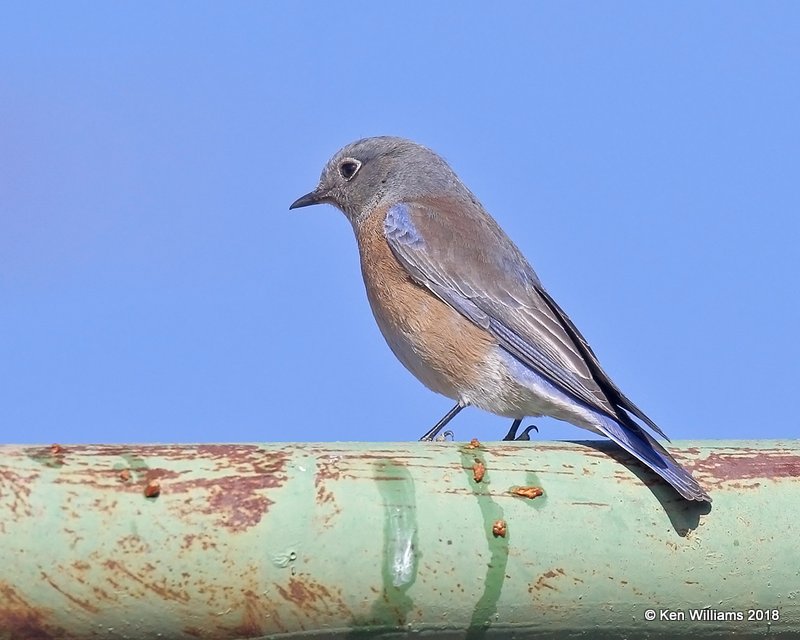 Western Bluebird female, Mt Ord, AZ, 2-6-18, Jta_59537.jpg