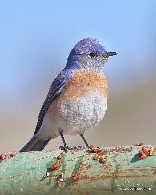 Western Bluebird male, Mt Ord, AZ, 2-6-18, Jta_59578.jpg