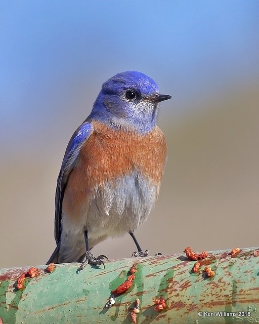 Western Bluebird male, Mt Ord, AZ, 2-6-18, Jta_59595.jpg