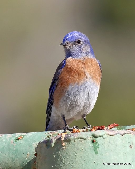 Western Bluebird male, Mt Ord, AZ, 2-6-18, Jta_59602.jpg