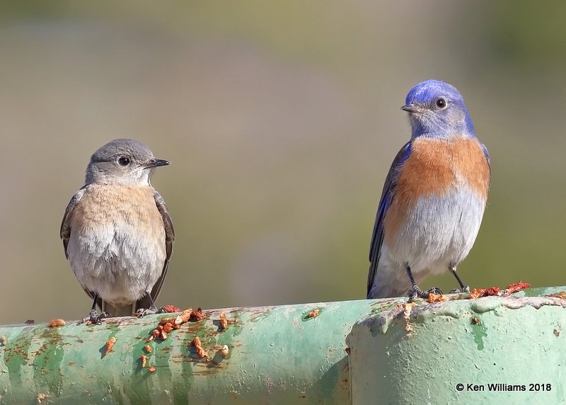 Western Bluebird pair, Mt Ord, AZ, 2-6-18, Jta_59602-696.jpg