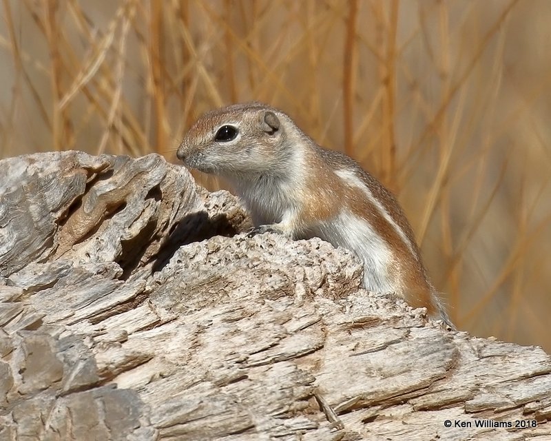 White-tailed Antelope Ground Squirrel, Lee's Ferry, AZ, 2-1-18, Jta_56715.jpg