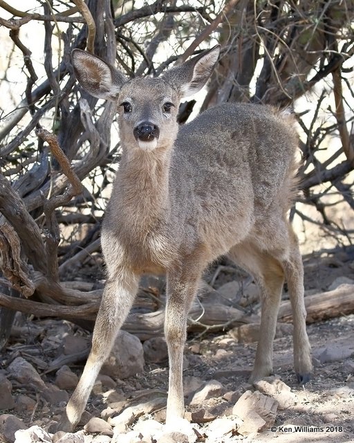 White-tailed Deer - Coues, Ash Canyon B&B, AZ, 2-12-18, Jta_64727.jpg