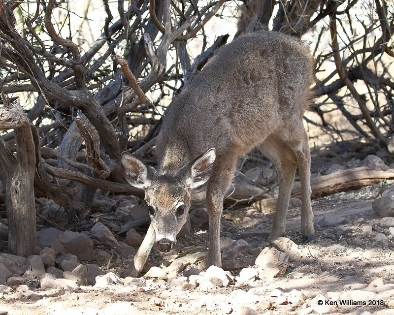 White-tailed Deer - Coues, Ash Canyon B&B, AZ, 2-12-18, Jta_64729.jpg