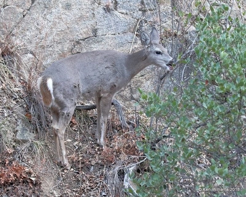 White-tailed Deer - Coues, Madera Canyon, AZ, 2-11-18, Jta_63059.jpg