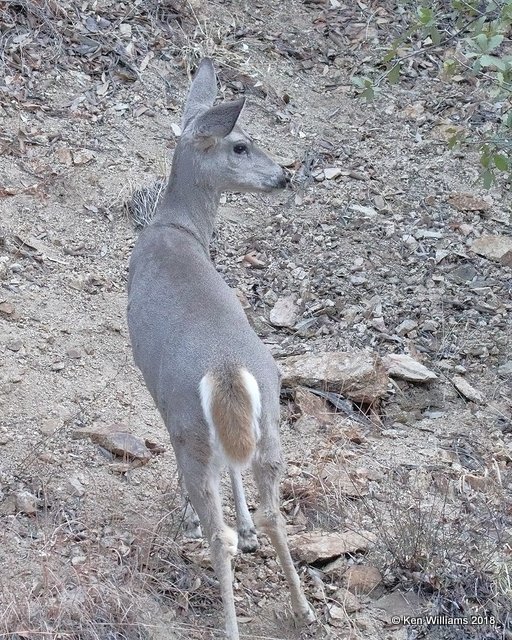 White-tailed Deer - Coues, Madera Canyon, AZ, 2-11-18, Jta_63072.jpg