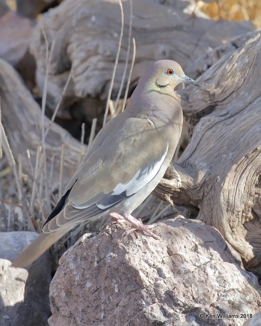 White-winged Dove, Bosque del Apache, NM, 2-13-18, Jat_65052.jpg