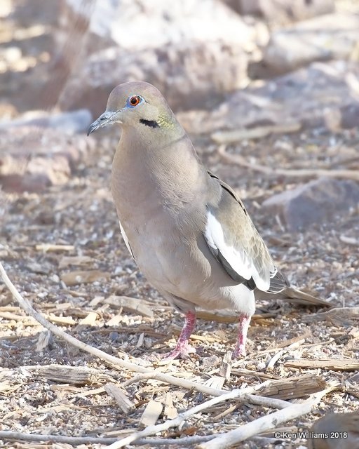 White-winged Dove, Bosque del Apache, NM, 2-13-18, Jta_65040.jpg