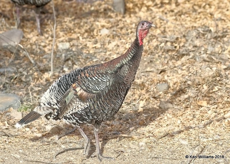 Wild Turkey hen - Goulds subspecies, Madera Canyon, AZ, 2-10-18, Jta_60932.jpg