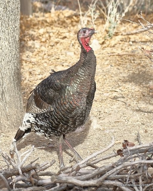 Wild Turkey hen - Goulds subspecies, Madera Canyon, AZ, 2-10-18, Jta_60938.jpg