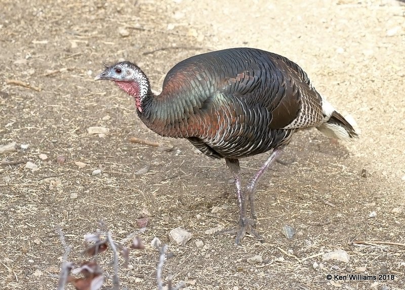 Wild Turkey hen - Goulds subspecies, Madera Canyon, AZ, 2-10-18, Jta_60991.jpg