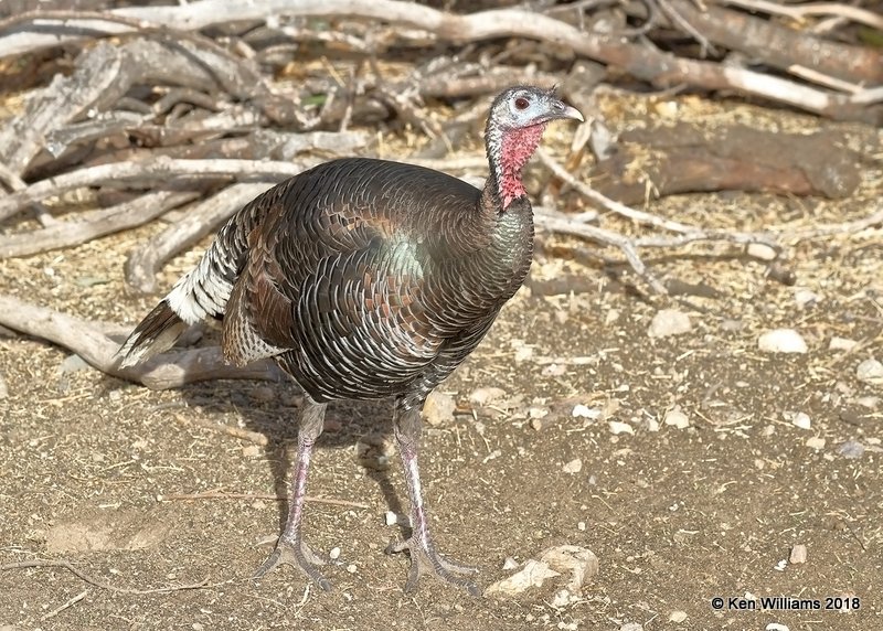 Wild Turkey hen - Goulds subspecies, Madera Canyon, AZ, 2-10-18, Jta_61009.jpg